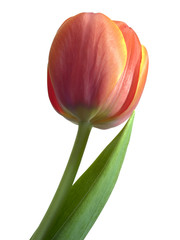 tulip