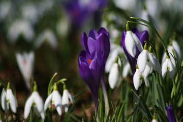 Wild spring flowers crocuses and snow drops