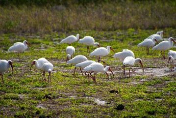 flock of white american ibis