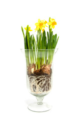 Yellow Daffodil flower over white background