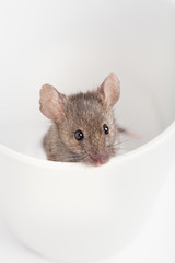 mouse in a cup