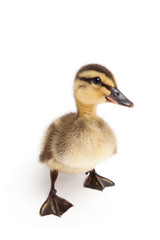 duckling standing isolated on white - 21049588