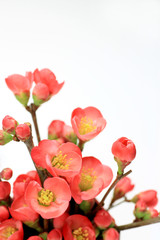 Fototapeta premium flower (boke)