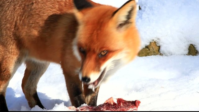 Fuchs