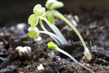 Macro of sprouting plants.