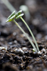 Sprouting from the soil.