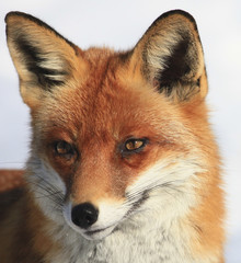 Fuchs