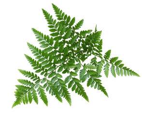 Fern