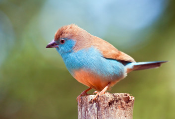 Closeup of a Blue Waxbill sitting on a pole in the sun