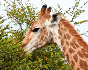 Giraffe eating from a thorn tree with a bright blue sky