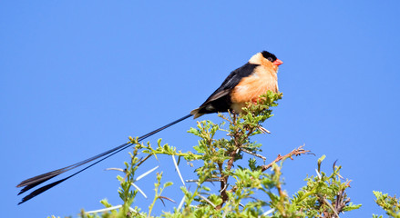 Pin-tailed whydah sitting on a thorn tree