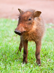 Young Warthog piglet walking on short green grass