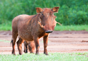 Dirty female Warthog eating short green grass