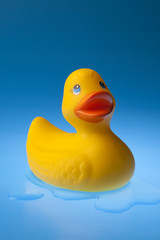 Toy Rubber Duck