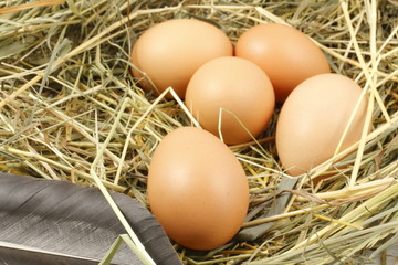 Eggs in the nest