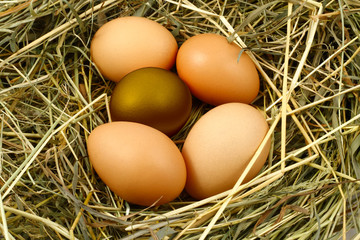 Eggs in the nest