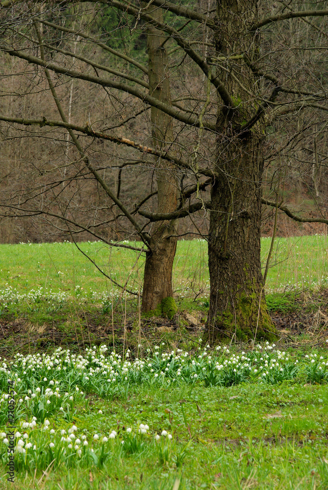 Wall mural märzenbecher - wild daffodil 37