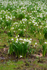 Obraz premium Märzenbecher - wild daffodil 36