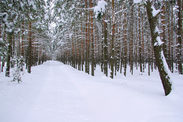 Wald im Winter - forest in winter 30