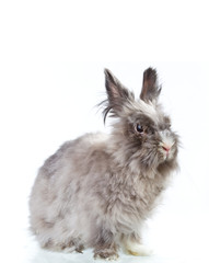 fluffy rabbit isolated on white background