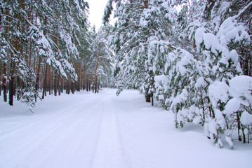 Wald im Winter - forest in winter 43