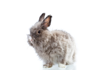 fluffy rabbit isolated on white background