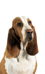 Portrait d'un chien Courant Espagnol en studio