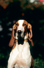 Portrait d'un chien Courant Espagnol en ext&eacute;rieur