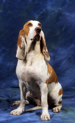 En studio fond bleu chien Courant Espagnol assis