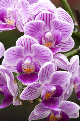 Naklejka na ściany i meble Tropial orchids