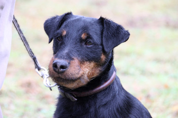 Deutscher Jagdterrier