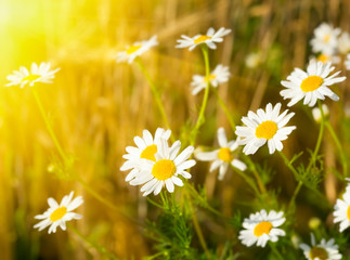 Fototapeta premium Rising sun above the beautiful chamomiles