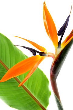 oiseau de paradis, fleur, feuille, fond blanc