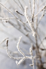 Obraz premium Gräser im Winter