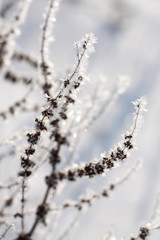 Gräser im Winter