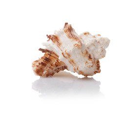 sea shell on white background