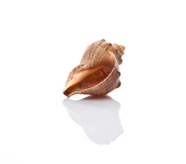 shell on a white background