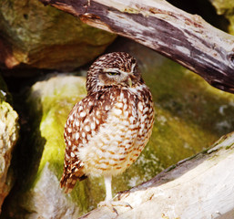 Burrowing Owl perched on one leg