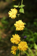 yellow flowers