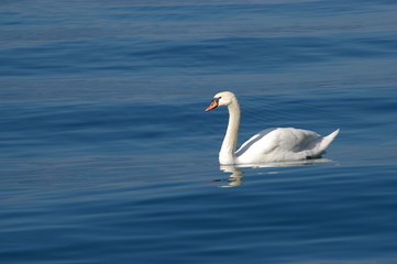 Schwan auf dem Thunersee