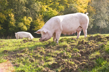 Schweine, Hausschweine auf der Weide