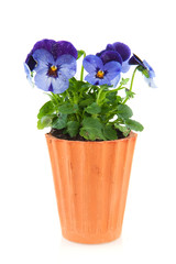 Violets for the garden