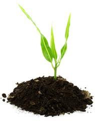 naissance arbrisseau fond blanc