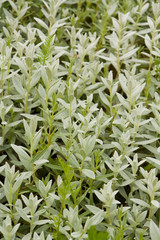 Obraz premium Background of flowers