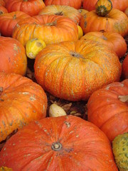 Kürbisse