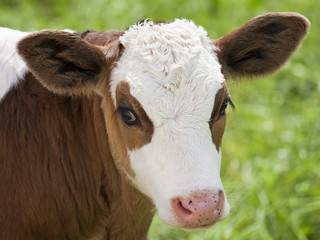 Calf