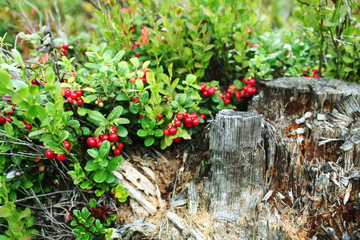 lingonberries © Irina Zhvania
