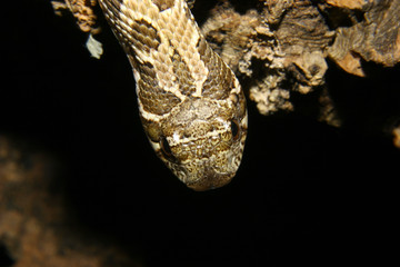 Hakennatter (Heterodon nasicus nasicus)