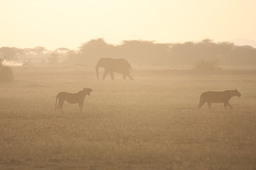 Africa tramonto