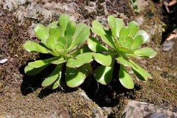 aemonium canariens